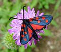 Zygaena transalpina (16462419622)