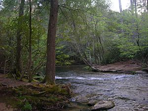 Abrams Creek Near Trailhead