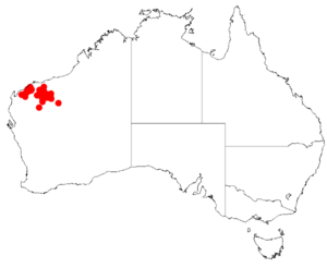 "Acacia atkinsiana" occurrence data from Australasian Virtual Herbarium