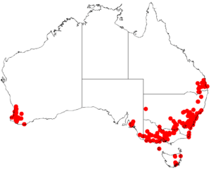 Acacia decurrensDistMap265