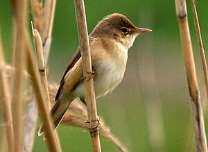 Acrocephalus scirpaceus Vlaskop cropped.jpg