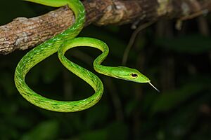 Ahaetulla mycterizans, Malayan green whip snake - Khao Phra - Bang Khram Wildlife Sanctuary (46060345834).jpg