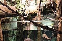 Amazon Rainforest Exhibt