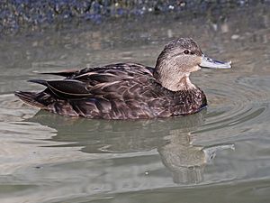 American Black Duck female RWD6