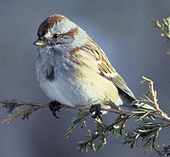 Americantreesparrow36.jpg