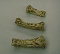 Ardipithecus (finger bones)