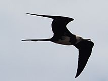 Ascension Frigatebird.jpg