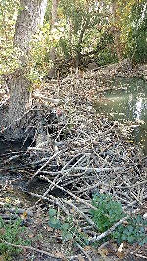 Beaver dam on Coyote Creek South Bay Clean Creeks Coaltion 2018-11-02