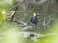 Black bittern in its habitat