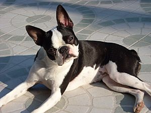 Boston Terrier Eden Forever