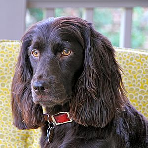 Boykin Spaniel