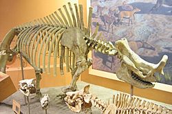 Brontotherium hatcheri.jpg