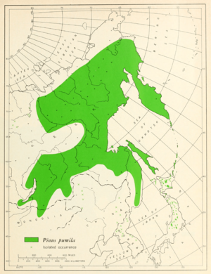 CL-03 Pinus pumila range map