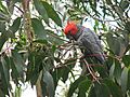 Callocephalon fimbriatum (male) -Blue Mountains-8