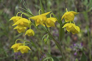 Calochortus amabilis 2.jpg