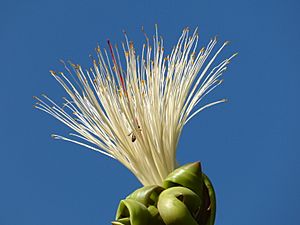 Castaño (Pachira glabra) (14295858313)