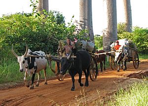 Charrettes zébus Madagascar