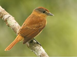 Chestnut-crowned Becard