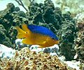 Cocoa damselfish.jpg