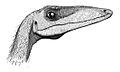 Coelophysis-bauri head