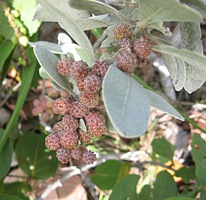 Conocarpus erectus Key Largo.jpg