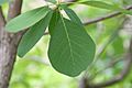 Cotinus obovatus 12zz