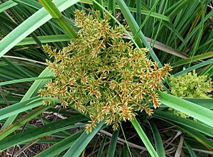 Cyperus javanicus (4797862558)