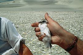 DOC Fairy Tern photos 09