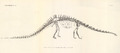 Diplodocus Carnegii Lithograph