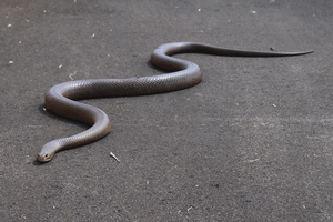 Dugite (Pseudonaja affinis).png