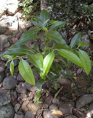 Elaeodendron melanocarpum seedling.jpg