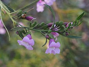 Eremophila complanata (leaves and flowers).jpg