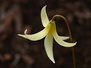 Erythronium oregonum