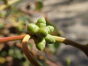 Eucalyptus banksii buds