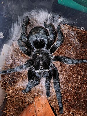 Female Grammostola pulchra