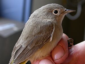 Female Virgina's Warbler.JPG