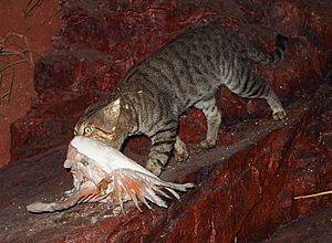 Feral cat with galah