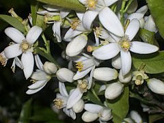 Flower fleur زهرة