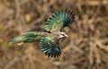 Flying Green-billed malkoha