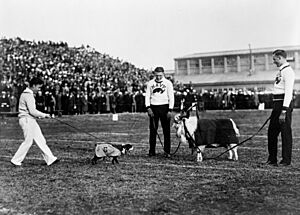 Georgetown and Navy Mascots 1920s