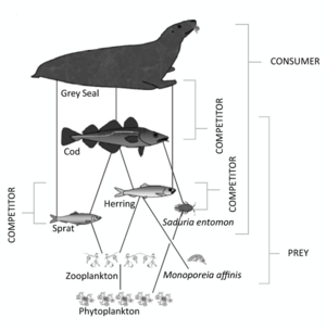 Grey seal food web