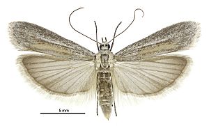 Homoeosoma anaspila female2.jpg