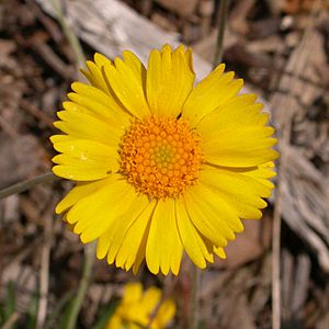 Hymenoxys acaulis head 2003-03-11.jpg