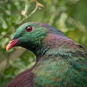 Kereru profile