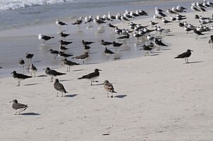 Larus hemprichii (1)