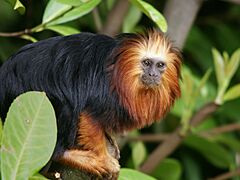 Leontopithecus chrysomelas (portrait)