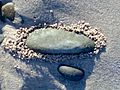 Life around stone at Sunrise-on-Sea