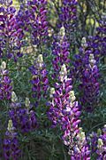 Lupinus albifrons