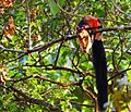 Malabar Giant Squirrel