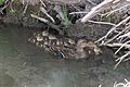 Mallard (Mexican subspecies) & ducklings San Pedro House & River Sierra Vista AZ 2019-05-06 09-31-25 (33937322668)